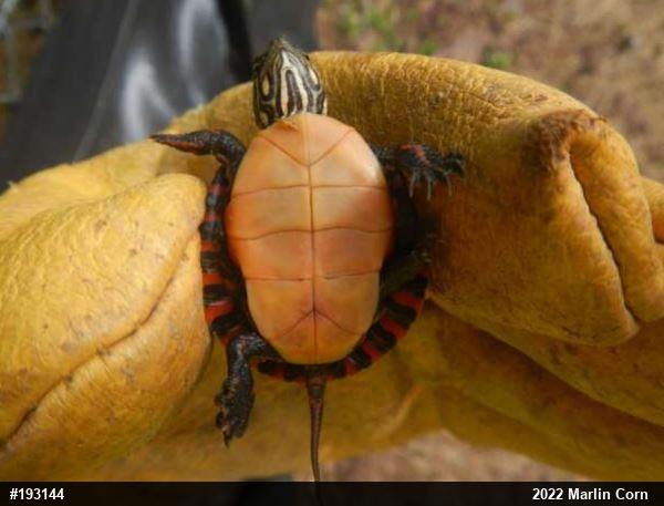 Painted Turtle