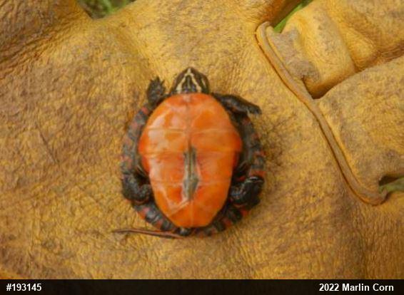 Painted Turtle