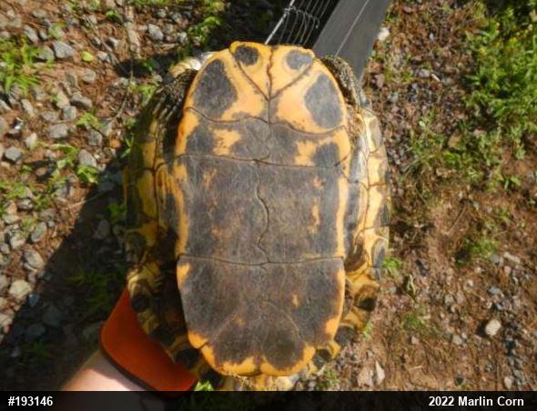 Red-eared Slider