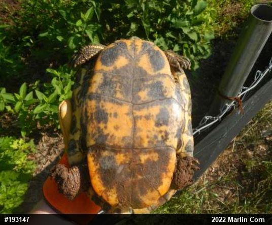Red-eared Slider