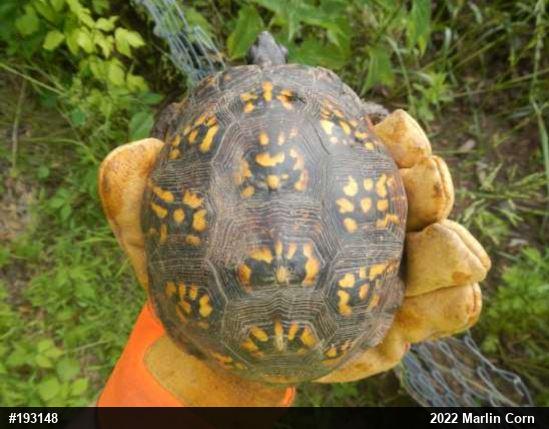 Eastern Box Turtle