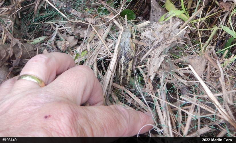 Eastern Gartersnake