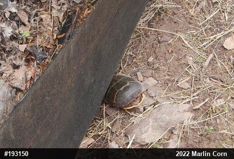 Eastern Painted Turtle