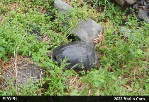 Snapping Turtle