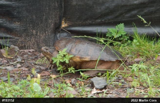 Snapping Turtle