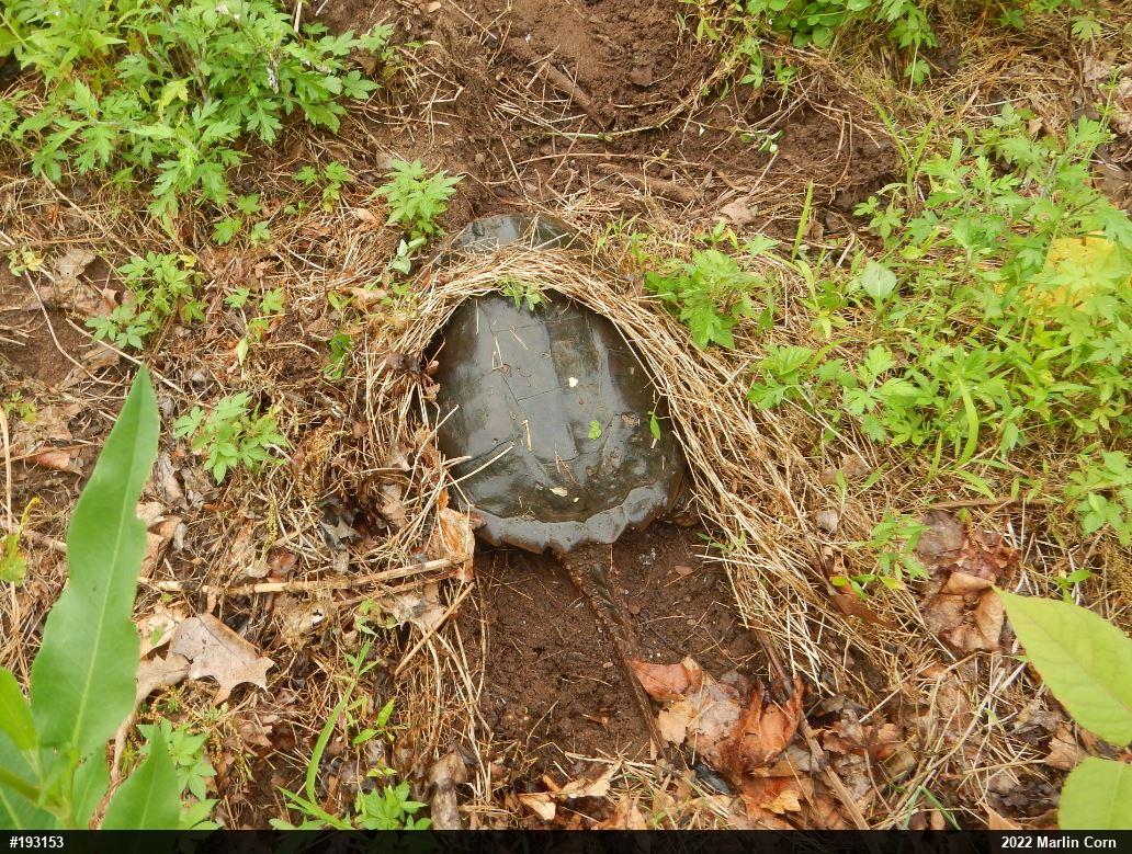 Snapping Turtle