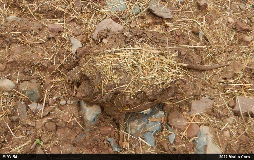 Snapping Turtle
