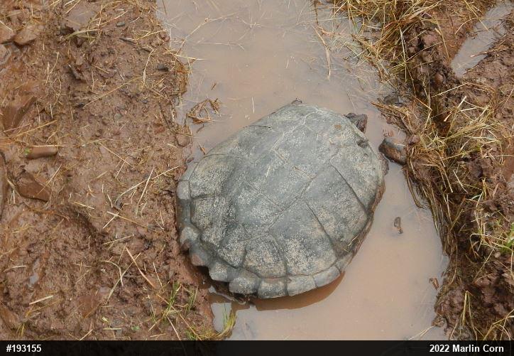 Snapping Turtle