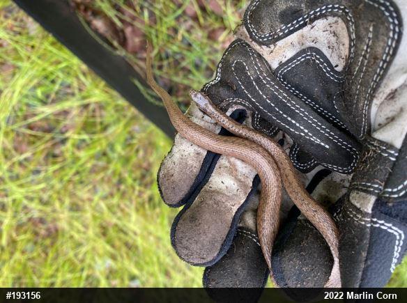 Dekay's Brownsnake