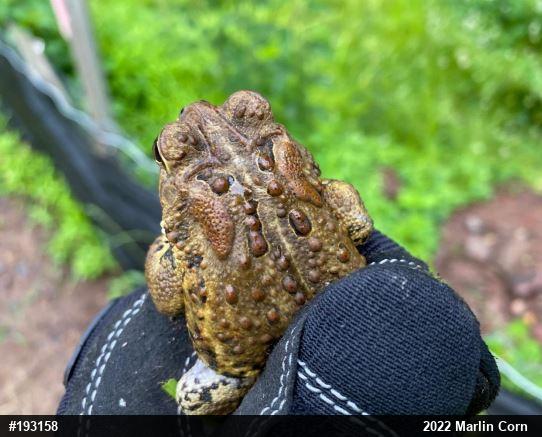 Eastern American Toad