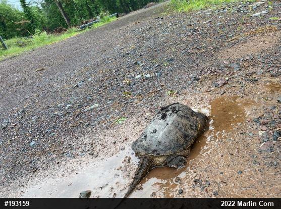 Snapping Turtle