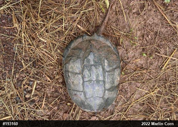 Snapping Turtle
