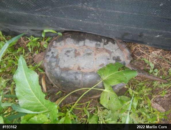 Snapping Turtle