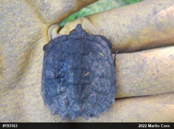Snapping Turtle