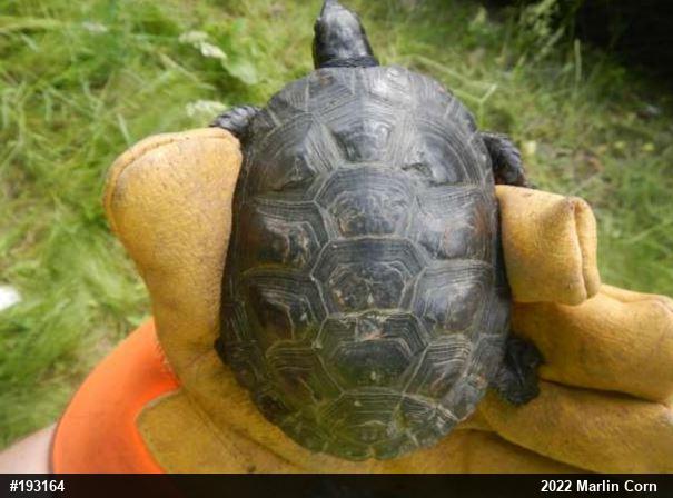 Spotted Turtle