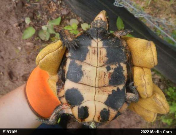 Spotted Turtle