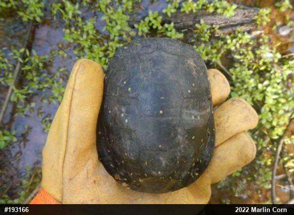 Spotted Turtle