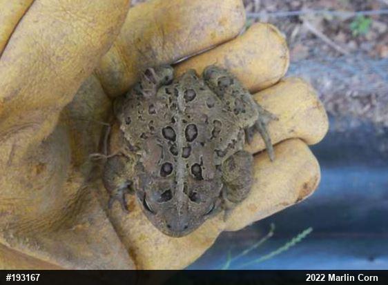 Eastern American Toad