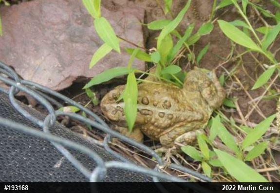 Eastern American Toad