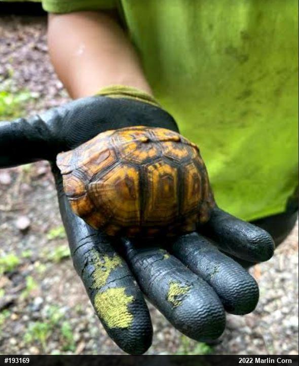 Eastern Box Turtle