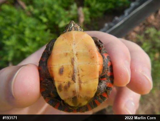 Painted Turtle