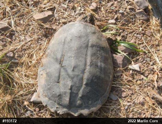 Snapping Turtle