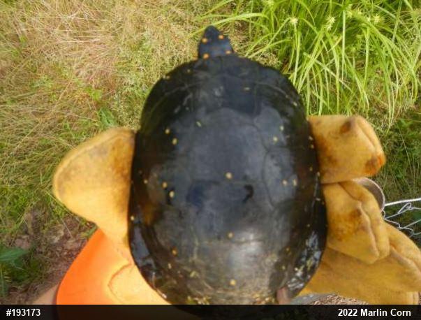 Spotted Turtle