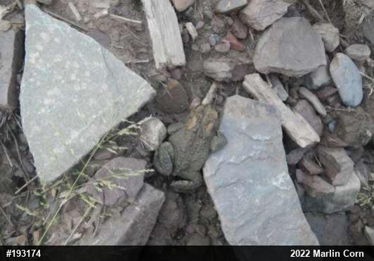 Eastern American Toad