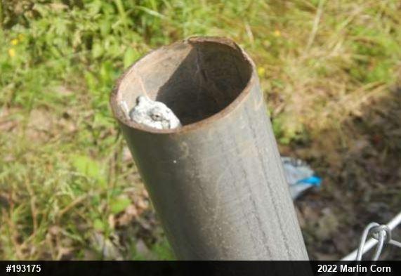 Unknown Gray Treefrog