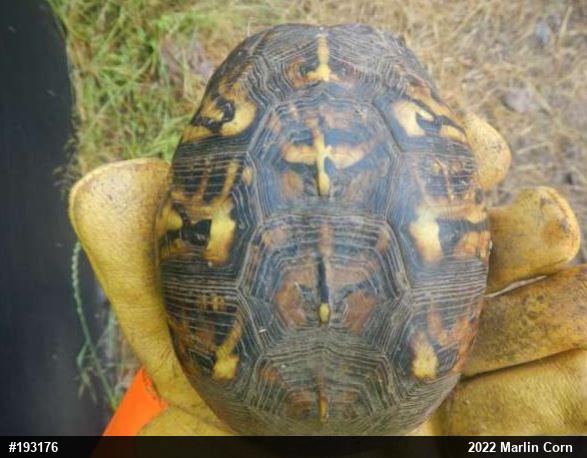 Eastern Box Turtle
