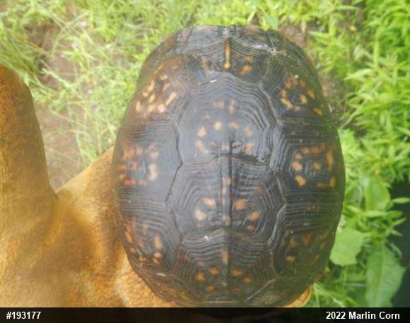 Eastern Box Turtle