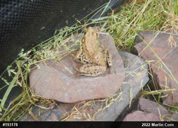 Green Frog