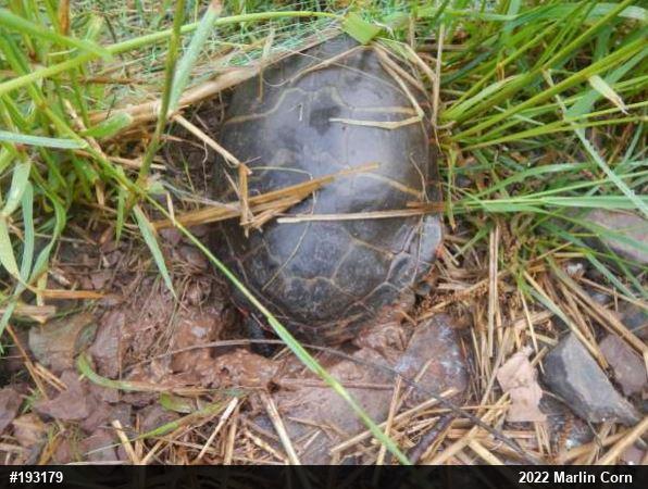 Painted Turtle