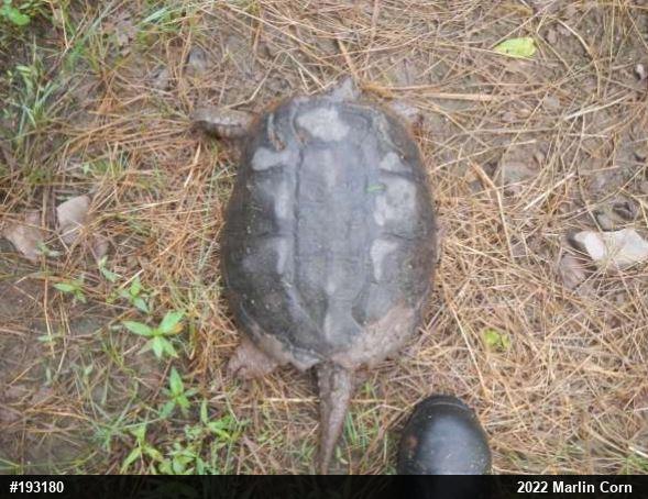 Snapping Turtle