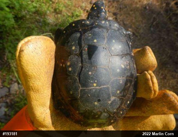 Spotted Turtle