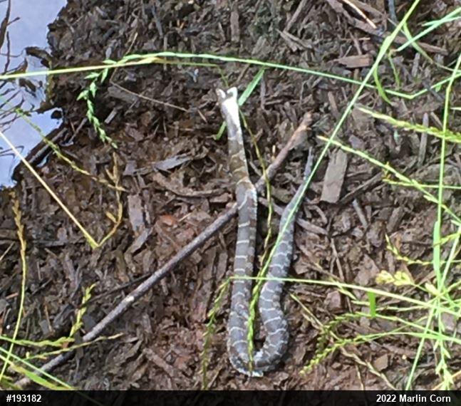 Northern Watersnake