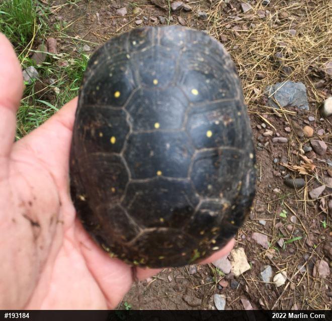 Spotted Turtle