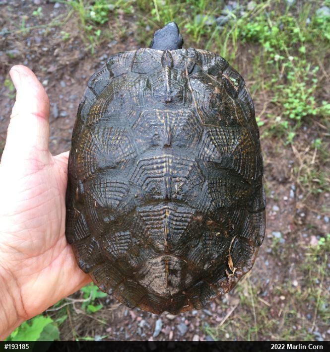 Wood Turtle