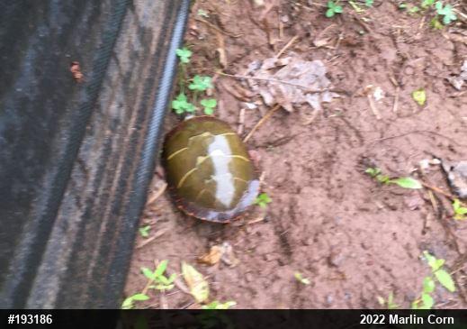 Painted Turtle