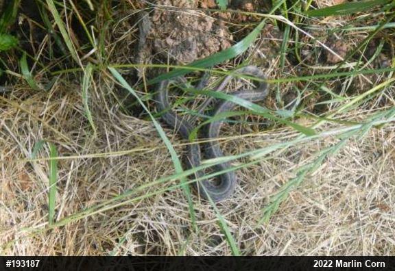 Eastern Gartersnake