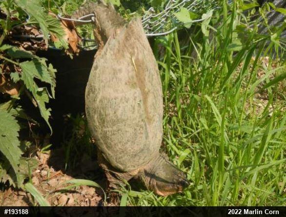 Snapping Turtle