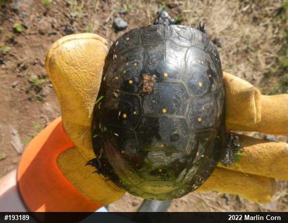 Spotted Turtle