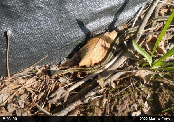 Eastern Gartersnake