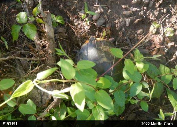 Painted Turtle