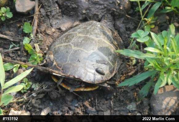 Painted Turtle