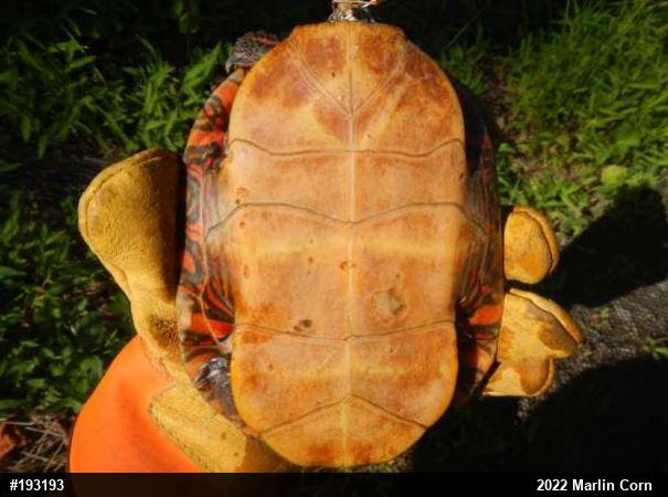 Painted Turtle