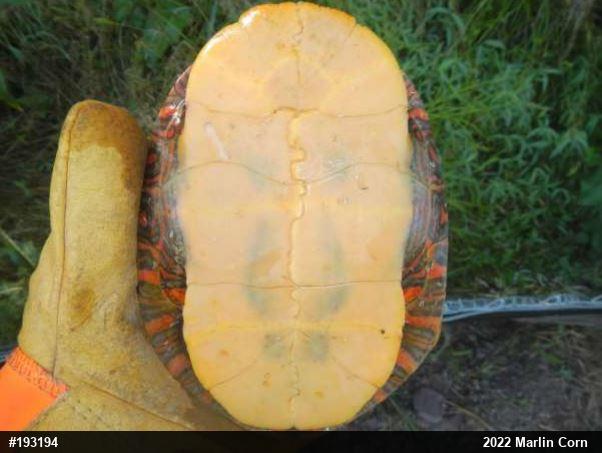 Painted Turtle