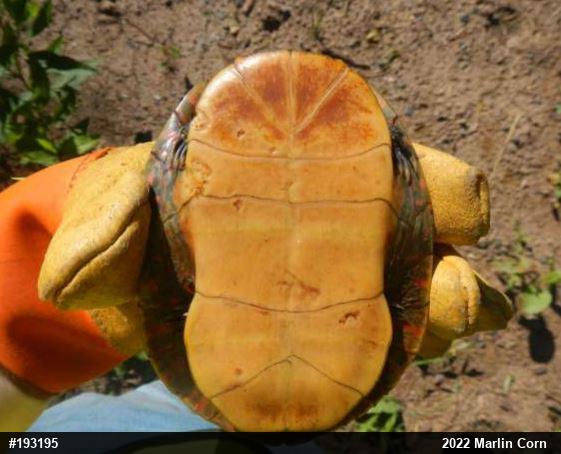 Painted Turtle