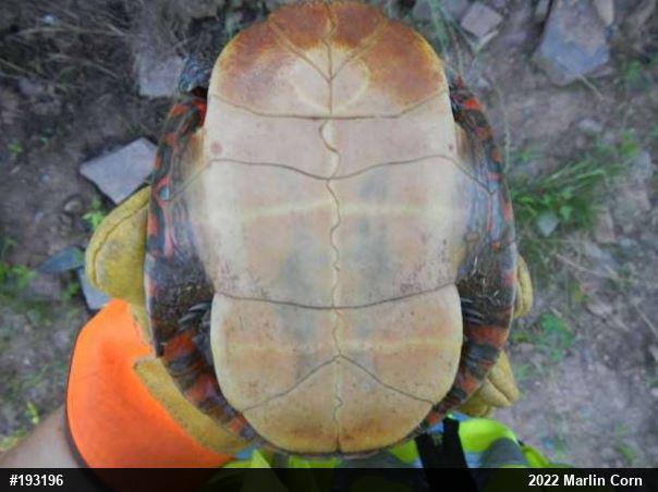 Painted Turtle