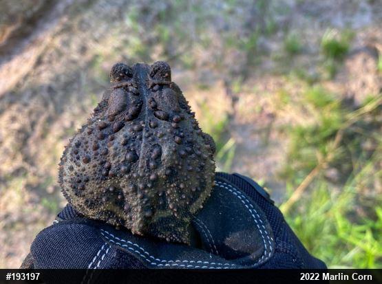 Eastern American Toad